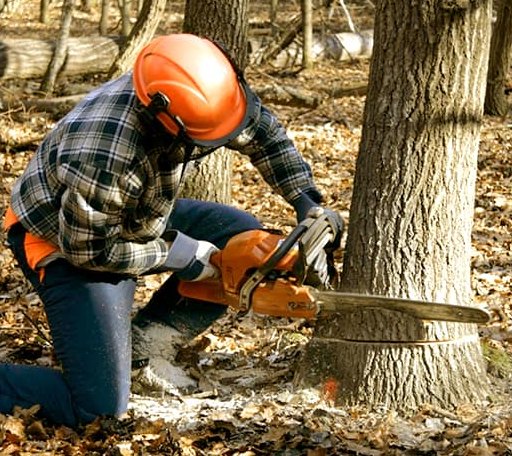 Tree Removal in Trenary, MI